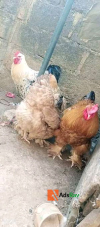 brahma-chicken-available-for-sale-big-0