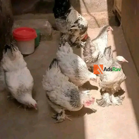 brahma-chicken-available-for-sale-big-1