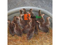 2weeks-old-foreign-guinea-fowl-for-sell-small-1