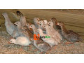 2weeks-old-foreign-guinea-fowl-for-sell-small-2