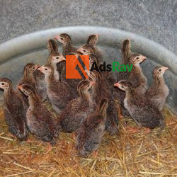 2weeks-old-foreign-guinea-fowl-for-sell-big-1