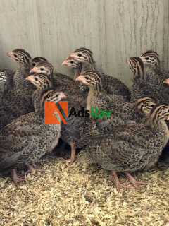 2weeks-old-foreign-guinea-fowl-for-sell-big-0