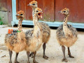 ostrich-for-sale-small-0