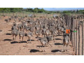 ostrich-for-sale-small-1