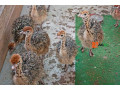 ostrich-for-sale-small-2