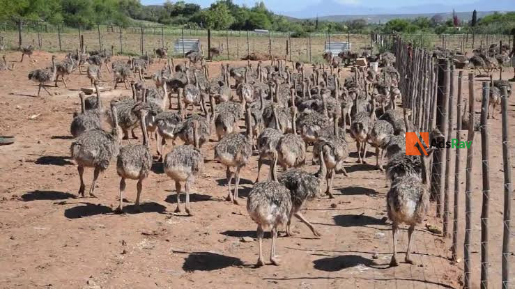 ostrich-for-sale-big-1