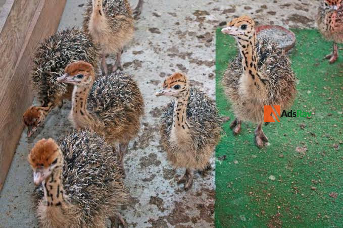 ostrich-for-sale-big-2