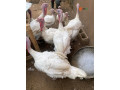 turkey-for-sale-small-1
