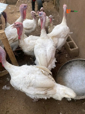 turkey-for-sale-big-1